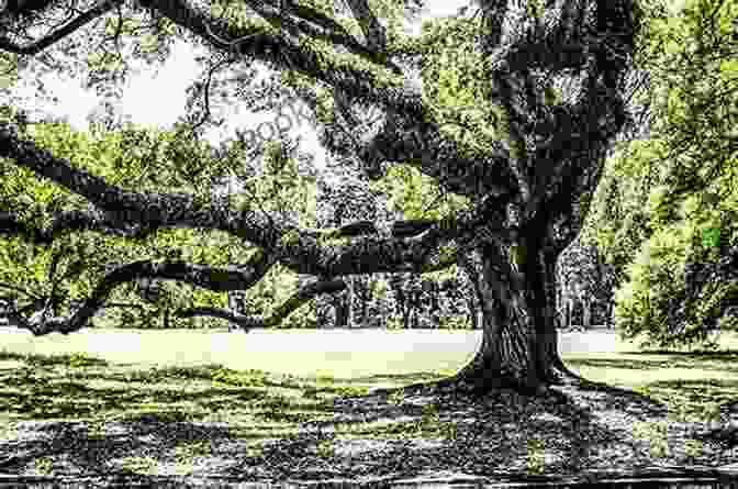 A Majestic Oak Tree Towers Above A Lush Forest, Its Canopy Providing Shelter For A Variety Of Animals. The Secret Wisdom Of Nature: Trees Animals And The Extraordinary Balance Of All Living Things Stories From Science And Observation (The Mysteries Of Nature 3)