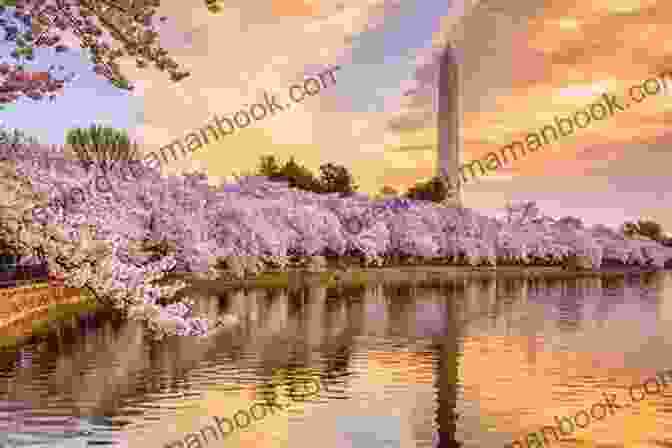 A Photograph Of A Cherry Blossom Tree In Full Bloom, Symbolizing The Arrival Of Spring. Haiku Gold (Haiku Seasons 2)