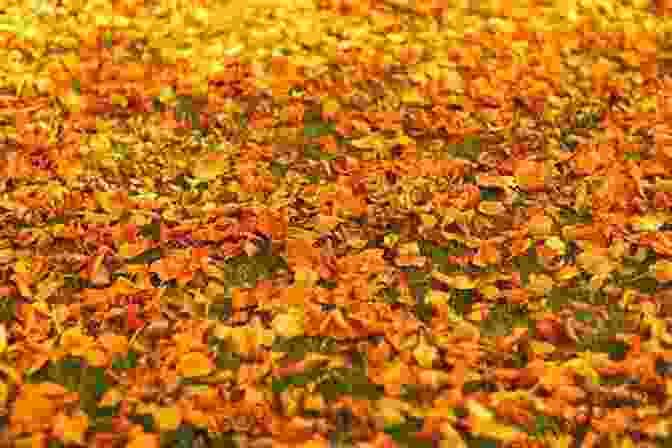 A Photograph Of Colorful Autumn Leaves On The Ground, Capturing The Season's Transition. Haiku Gold (Haiku Seasons 2)