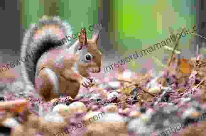 A Squirrel Buries An Acorn In The Soil, Contributing To The Regeneration Of The Forest. The Secret Wisdom Of Nature: Trees Animals And The Extraordinary Balance Of All Living Things Stories From Science And Observation (The Mysteries Of Nature 3)