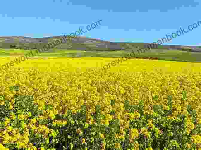 A Young Boy Stands In A Field Of Vibrant Yellow Mustard Flowers, Reflecting On The Nature Of Life And Existence Forty Steps And Other Stories