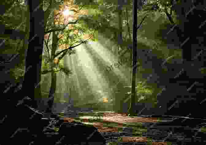 Photo Of A Dark Forest With Rays Of Sunlight Piercing Through The Canopy, Symbolizing The Beauty Within Darkness No Mercy: Dark Poems Alessandro Manzetti