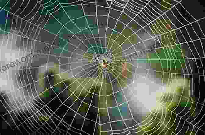 Spider Spins A Intricate Web, Symbolizing The Unexpected Twists In The Story SPIDER (Twist In The Tale Short Stories)