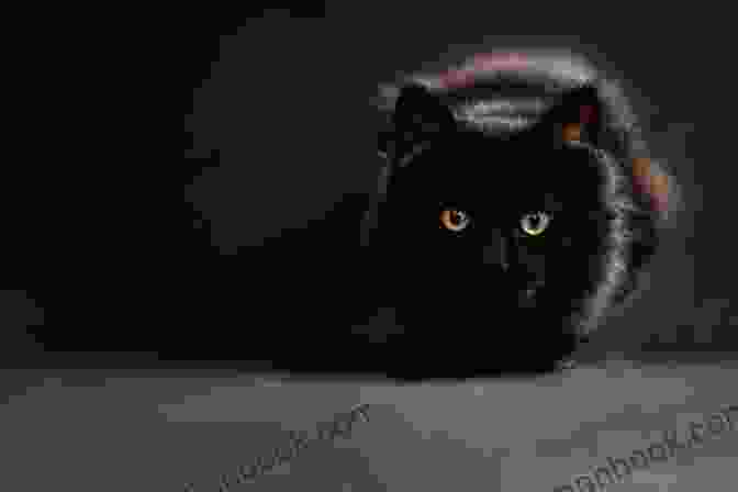 The Enigmatic Black Cat Leads The Way Halloween Black Cat Vol 31 A Salem Massachusetts Mini Mystery